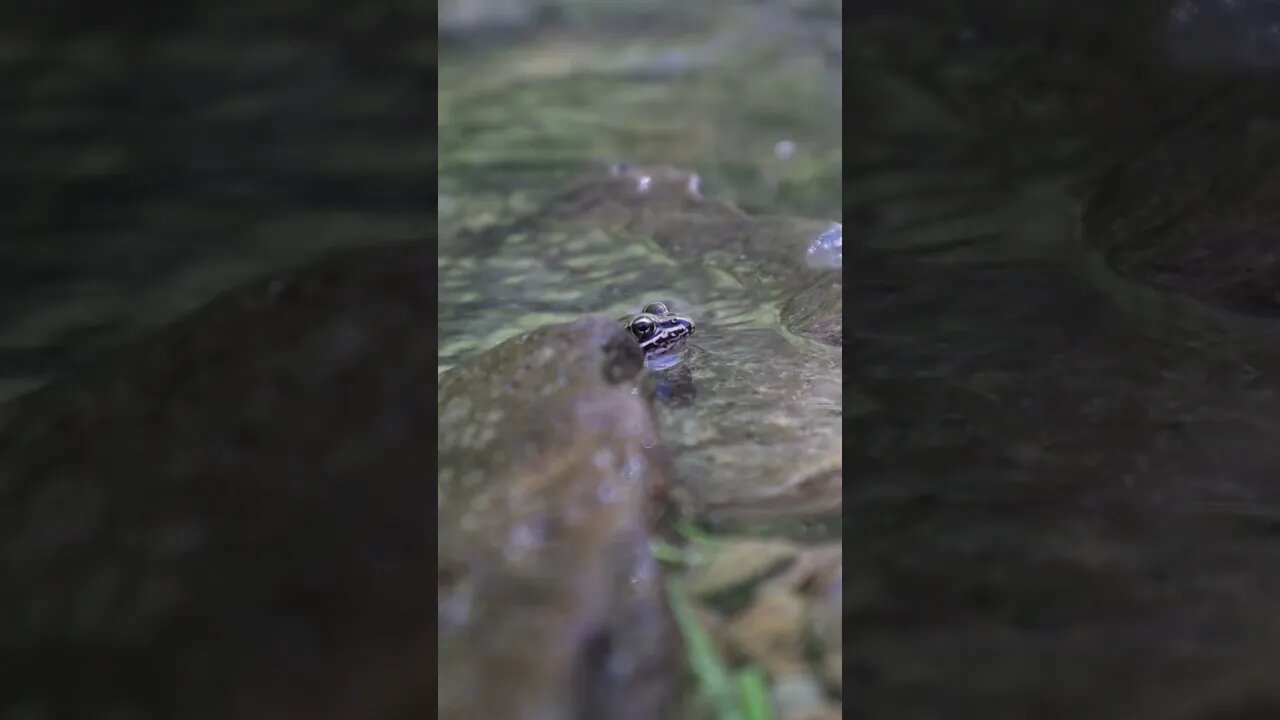 🐸 Creek Frog II 🐸