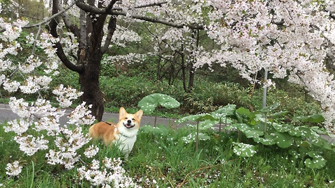 Driving through beautiful japanese cherry blossom mountain.