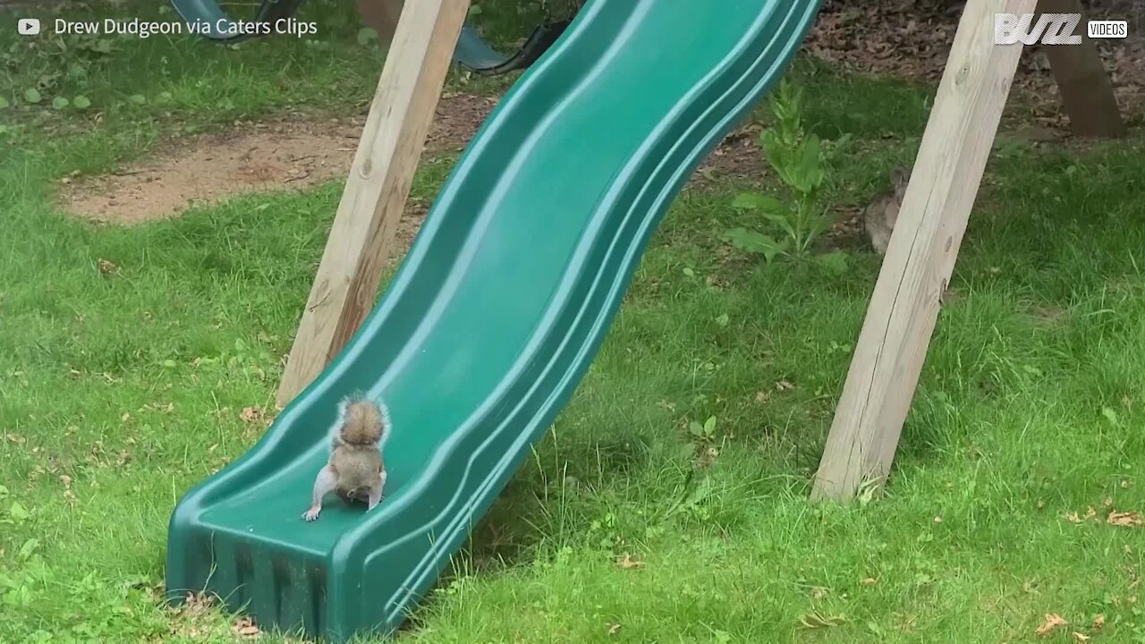 Squirrel has great fun playing on slide