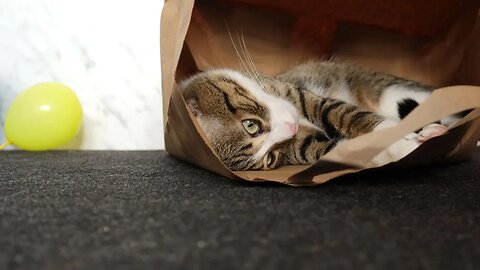 Funny Cat Loves to Sit in a Paper Bag