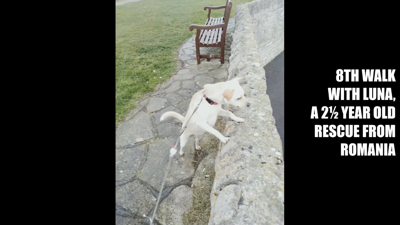 Special Agent Luna - AKA The Flying Happy Doggy