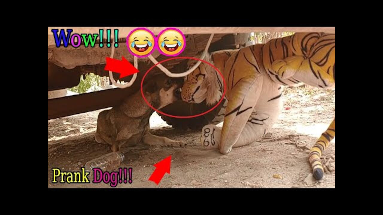 Wow Nice!!! Fake Tiger Prank Dog Run So Very Funny Pranks 2021