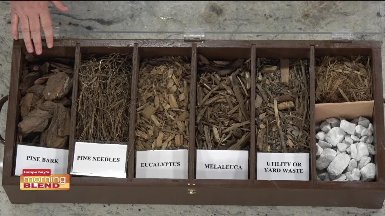 Rooted in Florida | Morning Blend