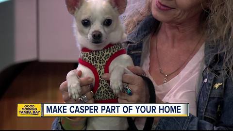 Nov. 18 Rescues in Action: Casper is a special treat