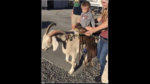 Riding a Pack Goat