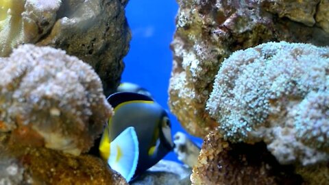 Decorative fish dancing