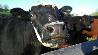 Drone montage of the dairy cows of Pennsylvania