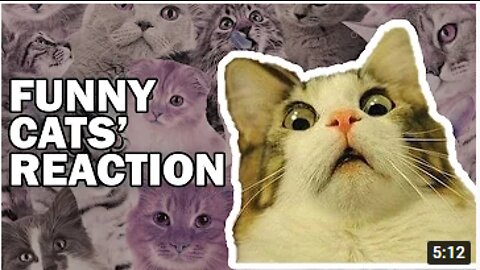 OMG So Cute Cats ♥ Best Funny Cat Videos 2021 H3 PART(3)