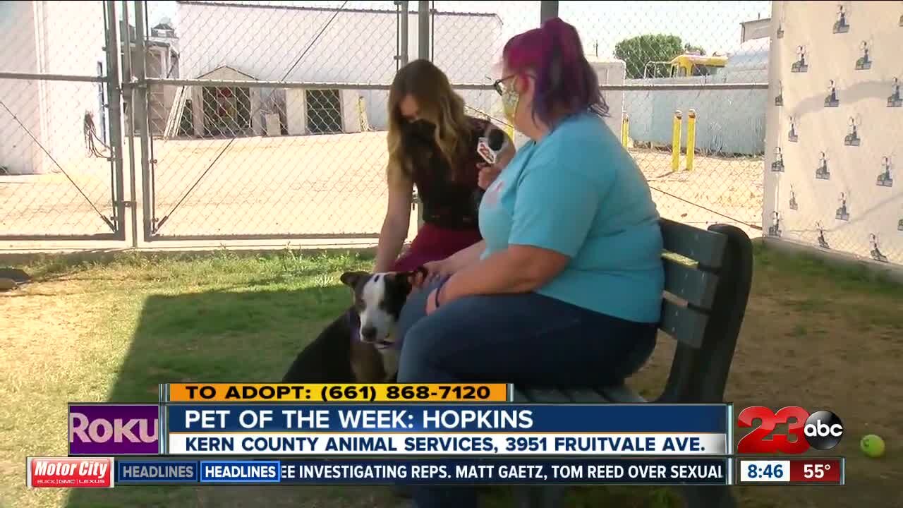 Pet of the Week: Hopkins