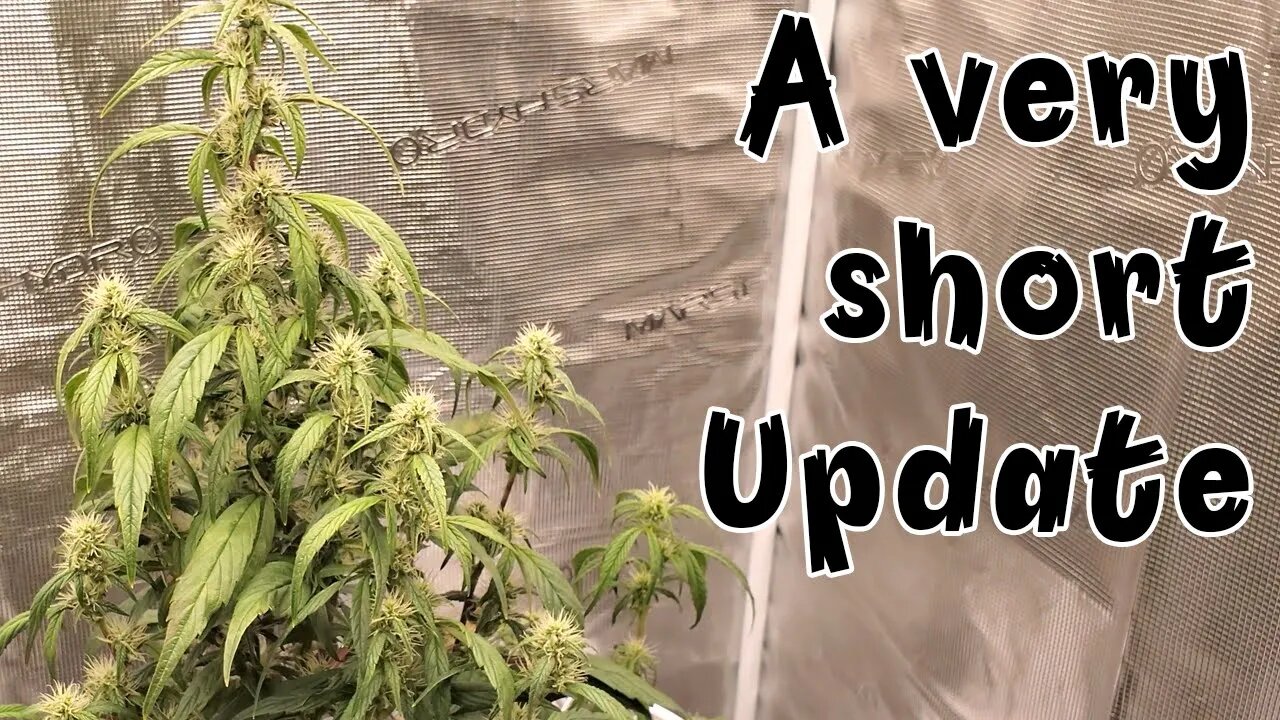 Grow Log: Week 8 - There is Not Much To Say