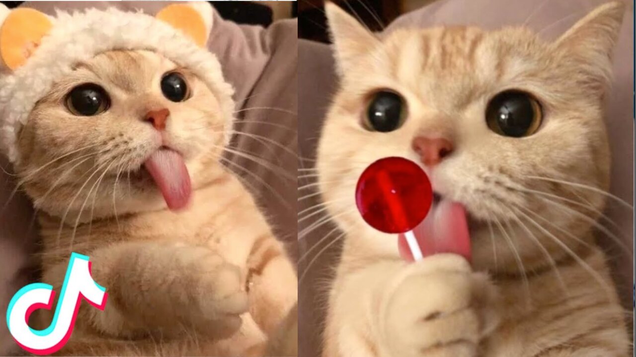 Cute TikTok Pets that Will 100% Make You Day