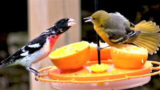 Oriole shows rose-breasted grosbeak she's the boss of the bird feeder