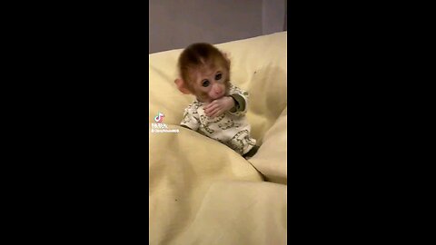 monkey