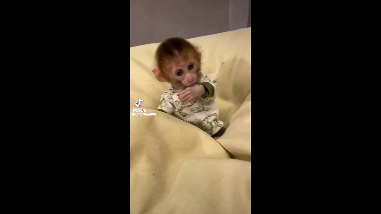 monkey