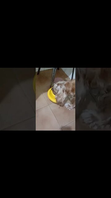 dogshow golden, shorts(4)