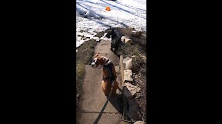 Penny and Willie enjoy the sounds of geese and birds.