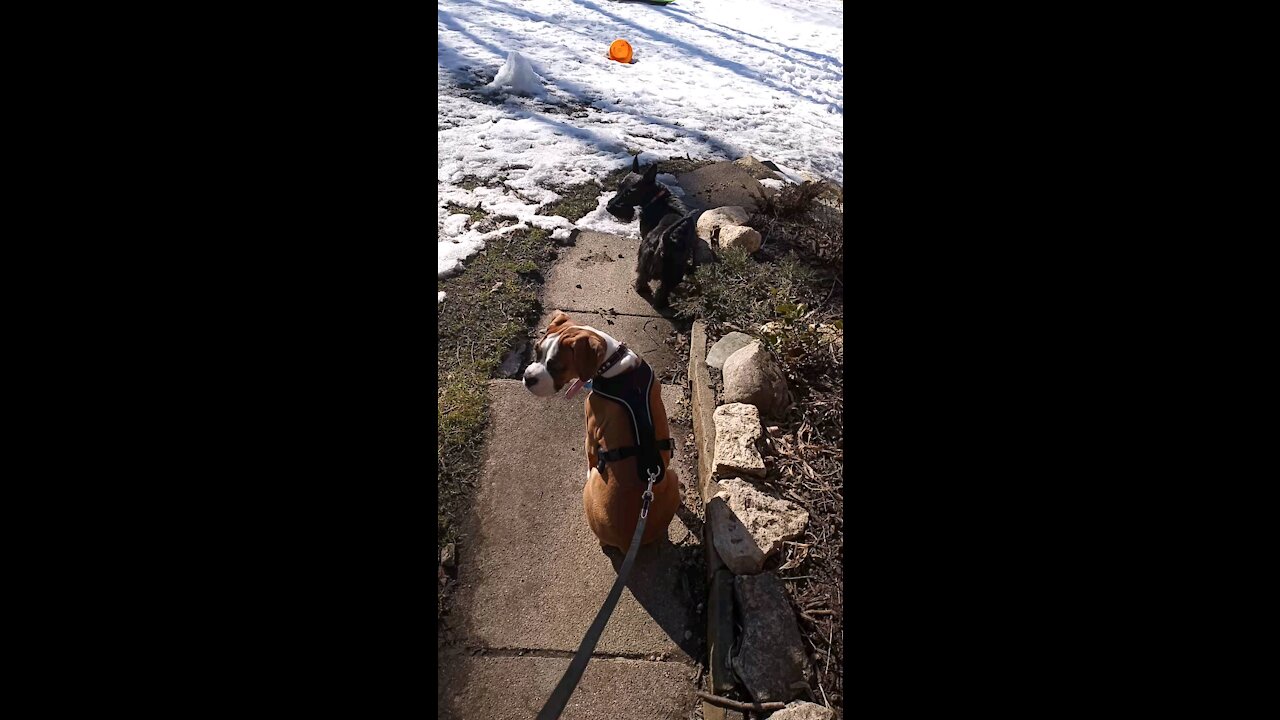 Penny and Willie enjoy the sounds of geese and birds.