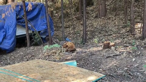 Feeding my Stellar Jays