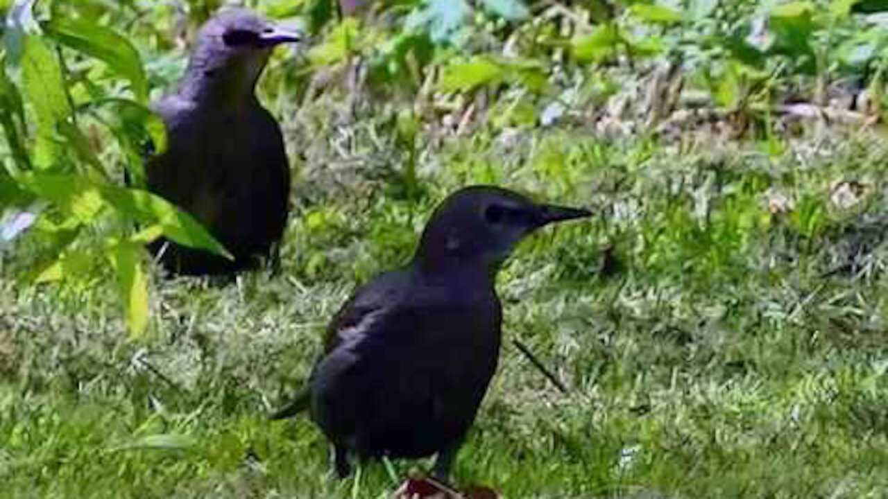 IECV NV #236 - 🐤🐤 Starlings In The Backyard Searching For Food 6-6-2016