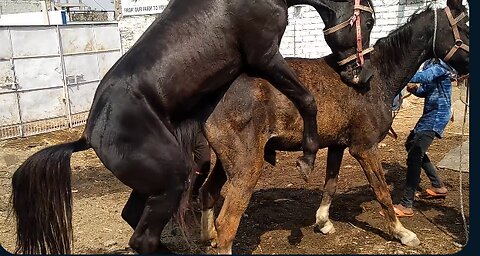 horse breeding in india