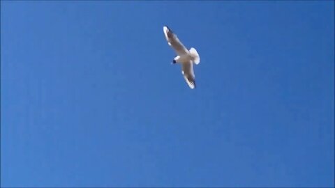 Gull sailing in the wind, YouVlog_Video