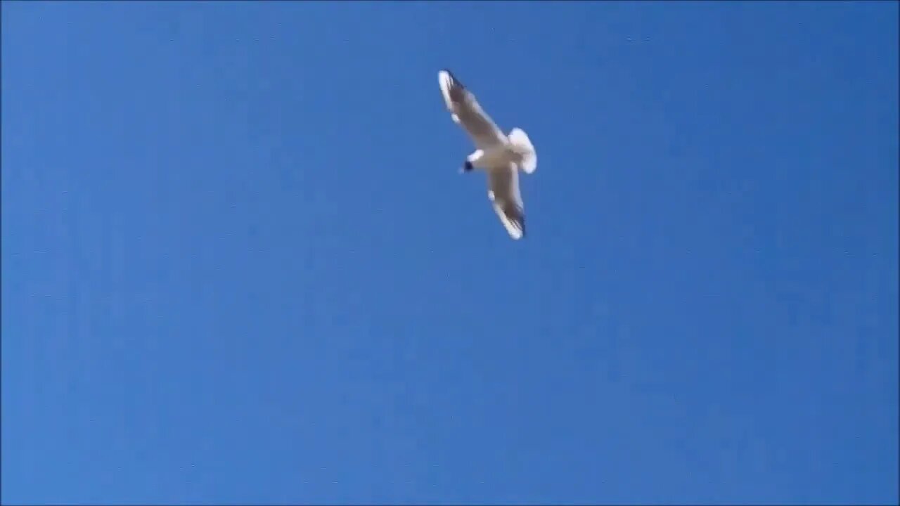 Gull sailing in the wind, YouVlog_Video