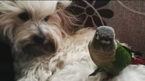 L'incroyable complicité entre un oiseau et un chien
