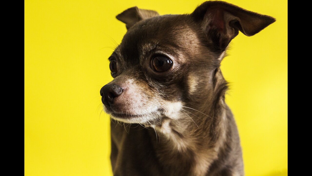 Funny Chihuahuas!! You asked for it!!