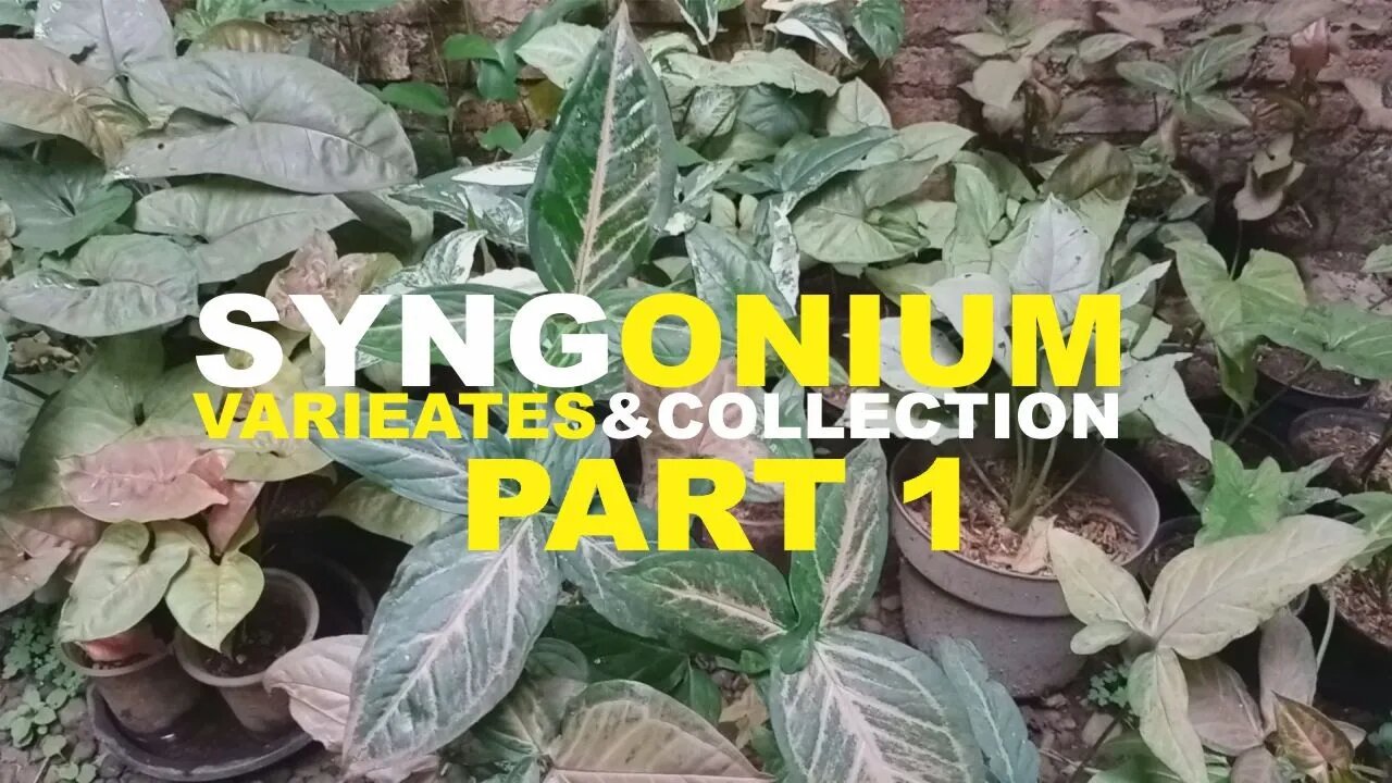 SYNGONIUM VARIEATES & COLLECTION