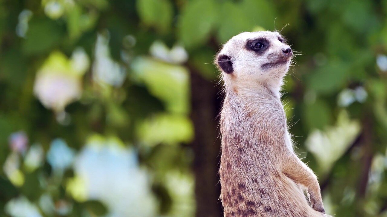 Vigilant Meerkat (Suricate), Looking Around