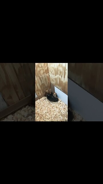 2 1/2 weeks old Baby Chicks