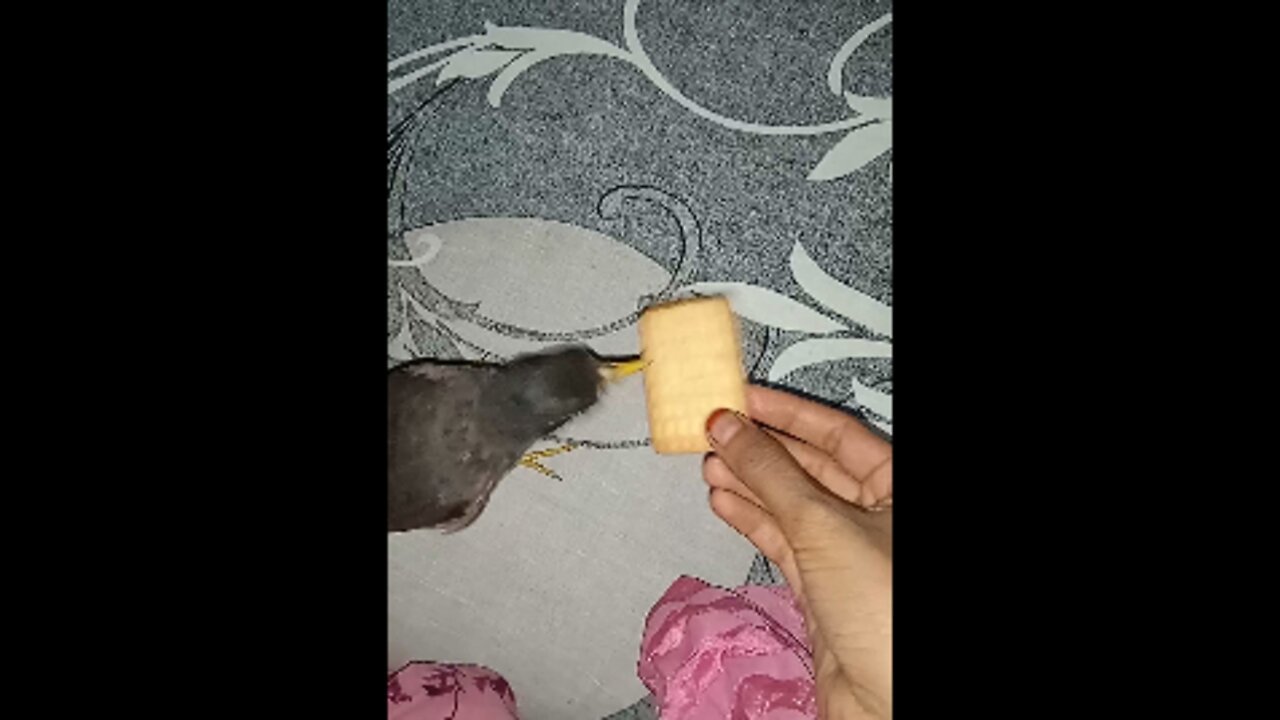 bird eating biscuitt