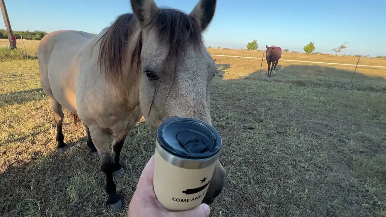 Morning Feeding The Critters - Reviewing Some Projects & Roaming Around Property