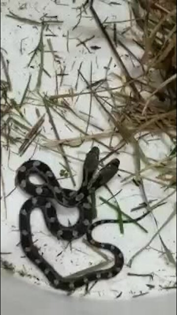 Cobra, Cabeças, EUA1