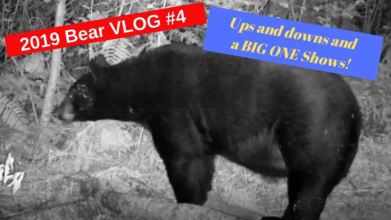 Bear Hunting Vlog #4 A BIG Boy Shows