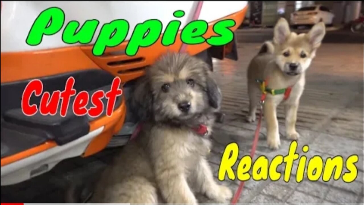 Cute Puppies React When Being Filmed 2 - Cutest Baby Dogs | Viral Dog