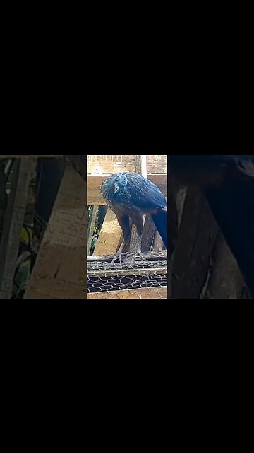 Jacu em busca de comida Jacuaçu Penelope aves craciformes, jacuguaçu, guans, pava