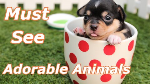 Cutest Animals - Funny Video - Must See #1