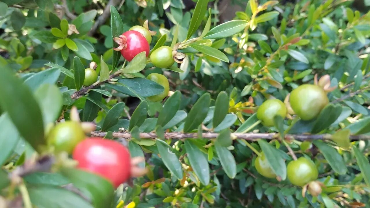 frutíferas produzindo em vaso cereja ameixa manga abacate amora paquistanesa estamos enviando🇧🇷