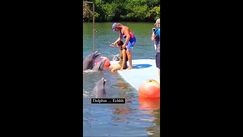 Dolphins 🐬 😆