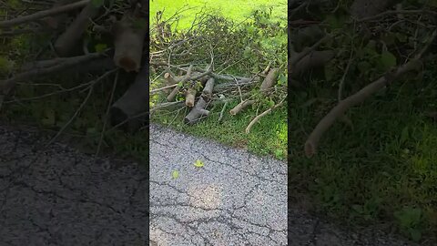 wow that's a lot #shorts