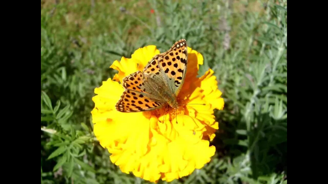 Beautiful butterfly, The Queen of Spain