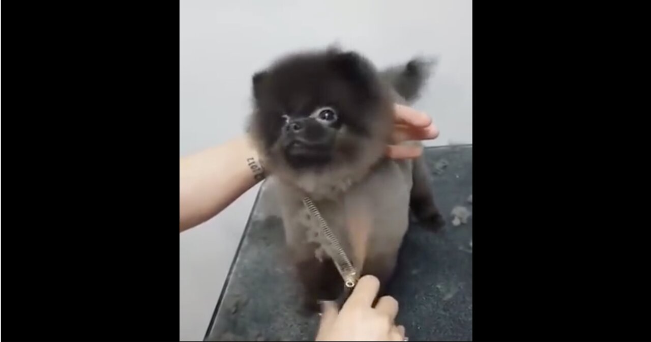 Dancing Dog Getting a Haircut | CUTE Must Watch !!!