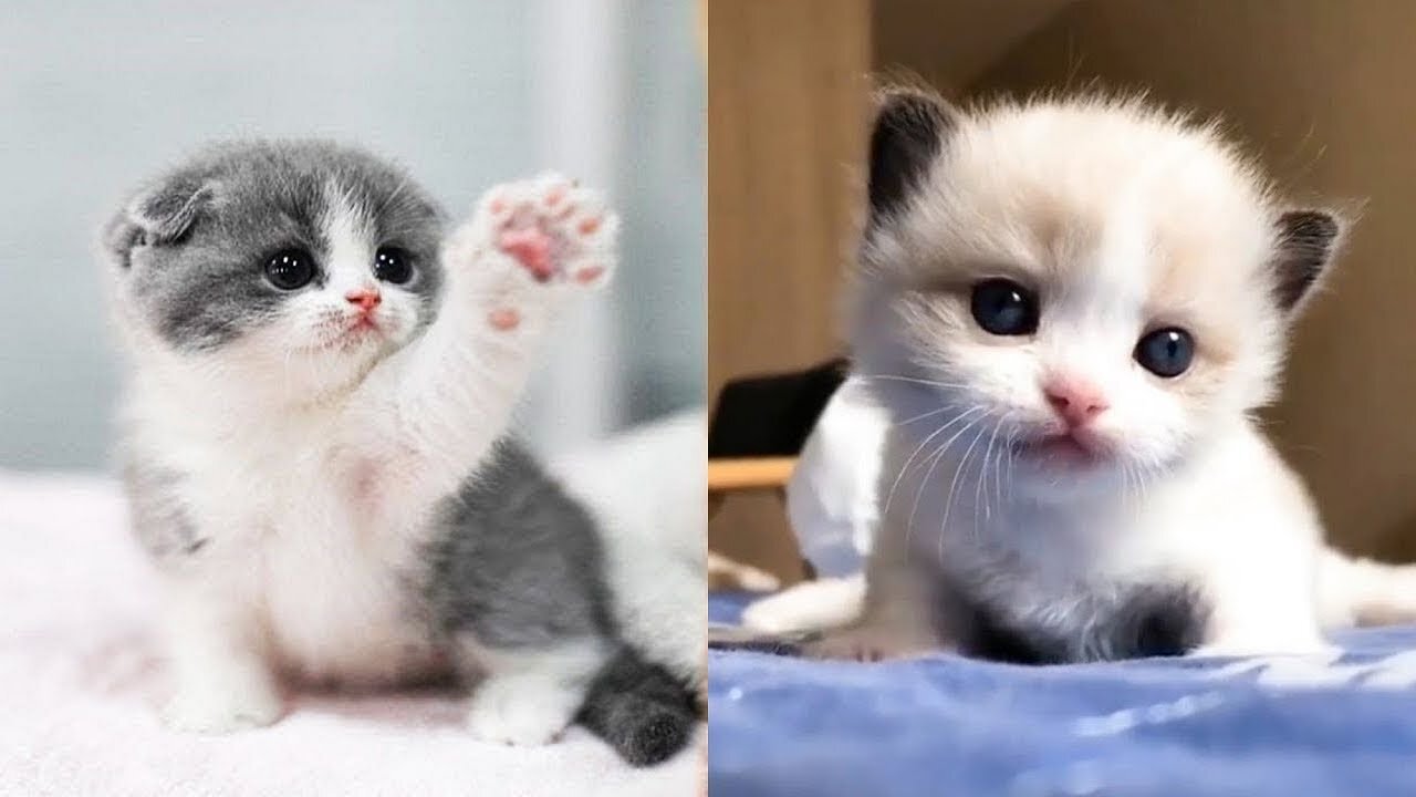 Charming and Super Cute Kittens In The World