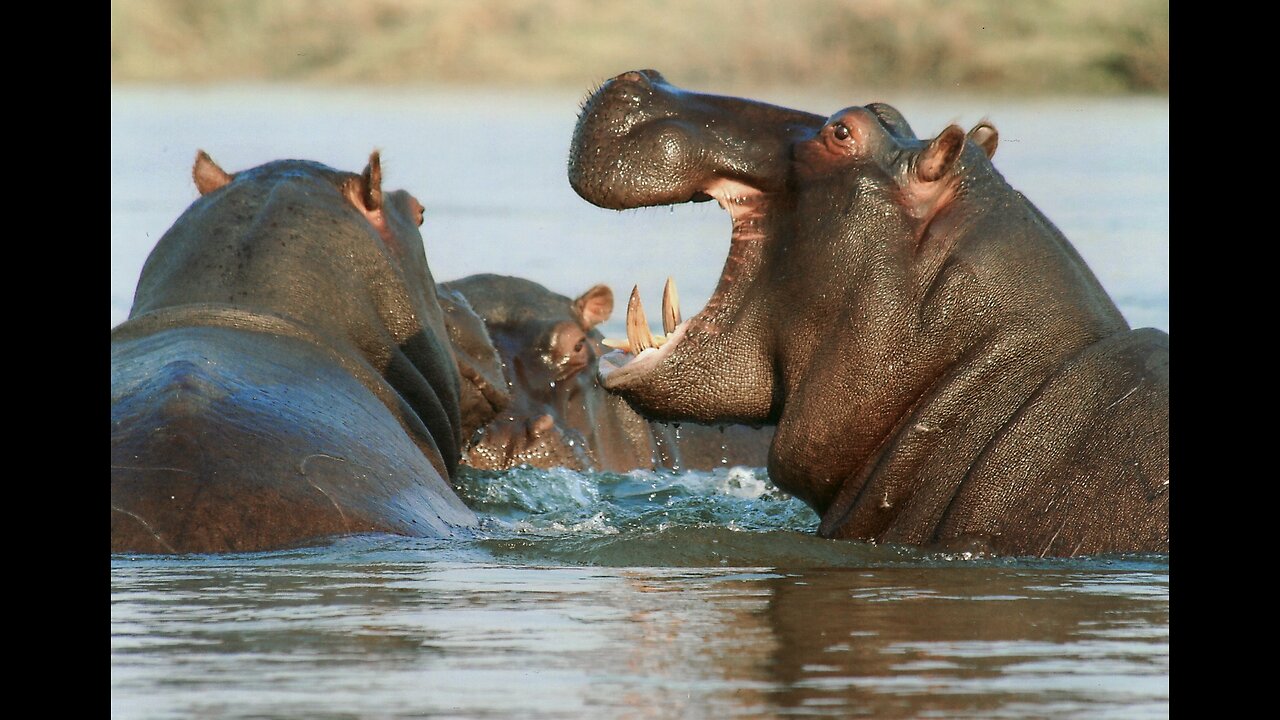 Wild Hippos