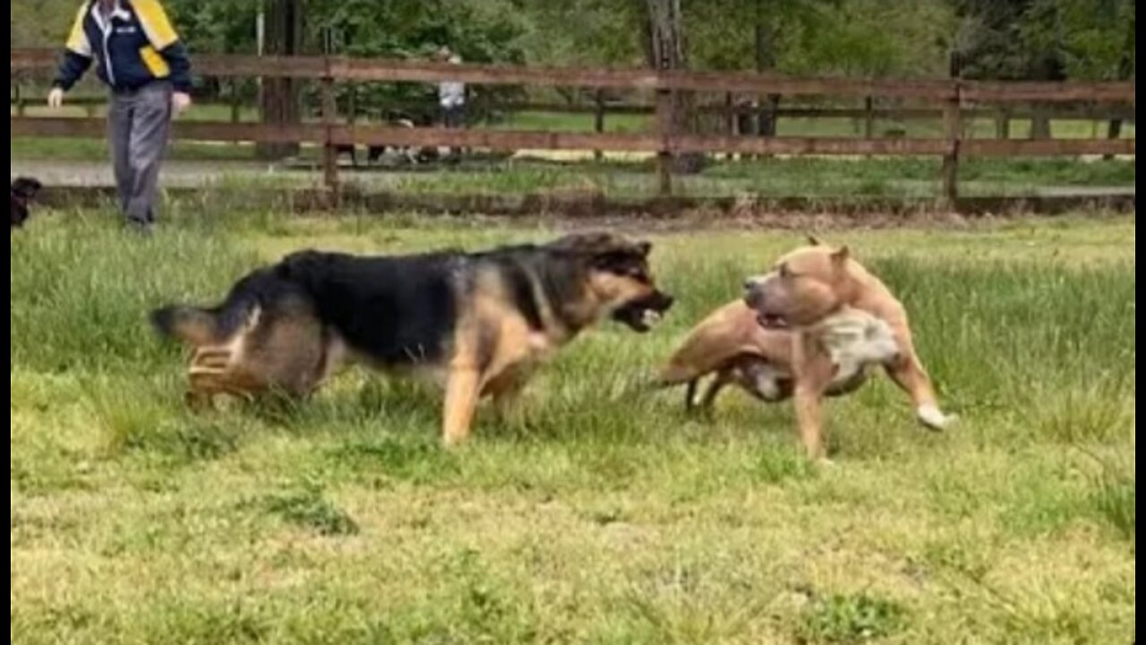 German Shepherd Attacks Pitbull | MUST WATCH!!