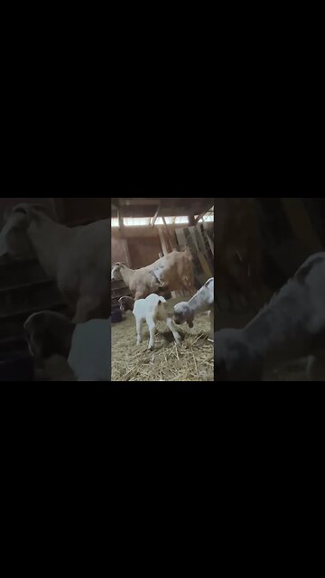 Will Mommy Goat Reject Baby? #babygoats #farmlife #homestead