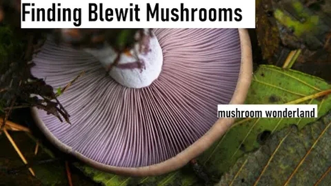 Blewits : Lepista Nuda how to find them!