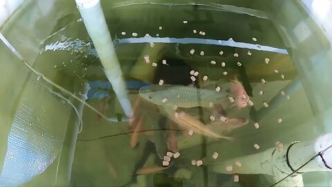 Aquaponic tilapia