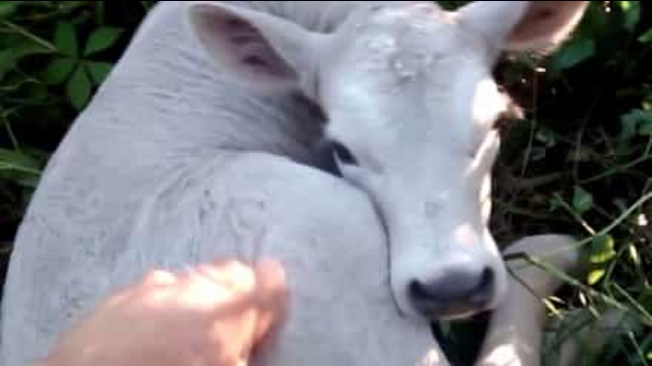 Une maman vache cache son petit à un fermier